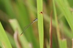 Agriocnemis pygmaea