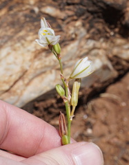 Chlorophytum transvaalense