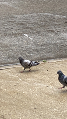 Columba livia domestica