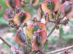 Lomatium repostum