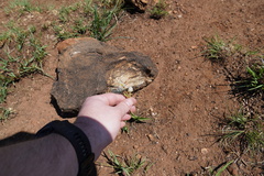 Chlorophytum transvaalense