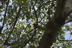 Pyrocephalus rubinus