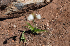Chlorophytum transvaalense