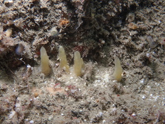 Ciocalypta penicillus