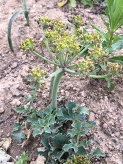 Lomatium repostum