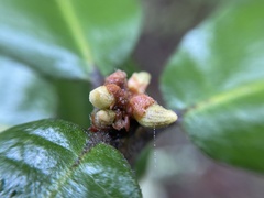 Andricus notholithocarpi