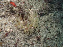 Ciocalypta penicillus