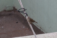 Passer domesticus