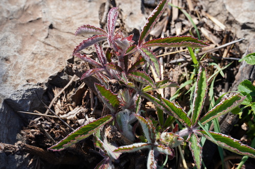 Cyphostemma lanigerum