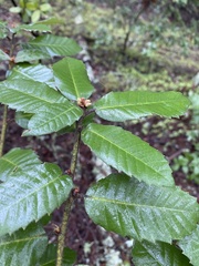 Andricus notholithocarpi