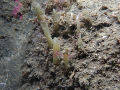 Ciocalypta penicillus