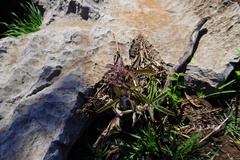 Cyphostemma lanigerum