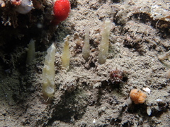 Ciocalypta penicillus