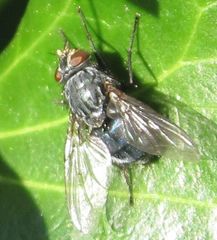Diptera