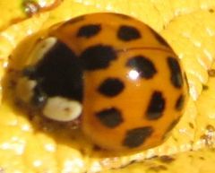 Harmonia axyridis