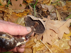 Tephrocybe