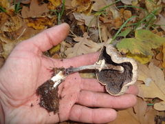 Tephrocybe
