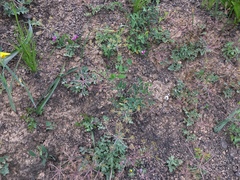 Lomatium repostum