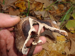 Tephrocybe
