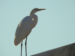 Ardea alba