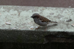 Passer domesticus