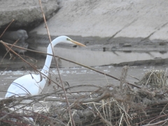 Ardea alba