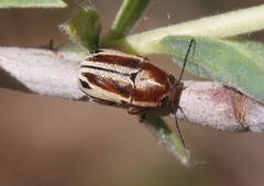Pachybrachis bivittatus