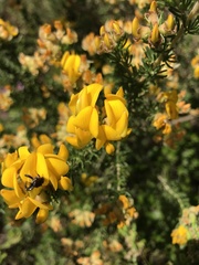 Aspalathus excelsa