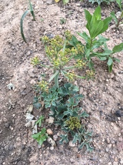 Lomatium repostum