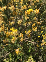 Aspalathus excelsa