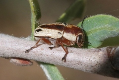 Pachybrachis bivittatus