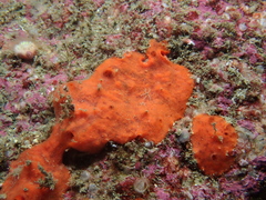 Mycale rotalis