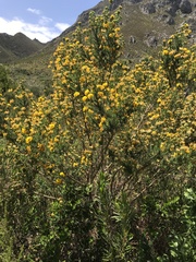 Aspalathus excelsa