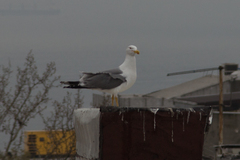 Larus michahellis