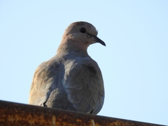 Streptopelia senegalensis
