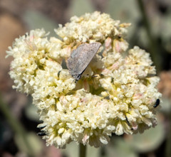Satyrium semiluna