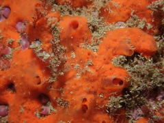 Mycale rotalis
