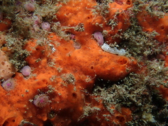 Mycale rotalis