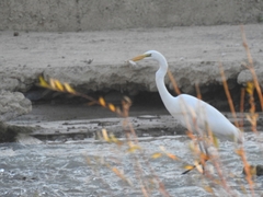 Ardea alba