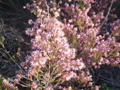 Erica glabella laevis