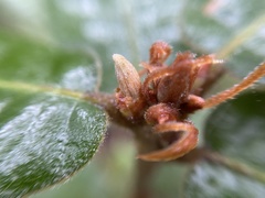 Andricus notholithocarpi