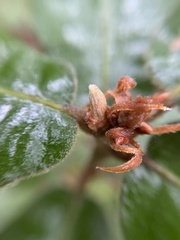 Andricus notholithocarpi