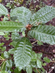 Andricus notholithocarpi