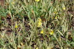 Hermannia lancifolia