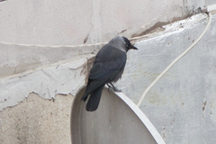 Corvus monedula