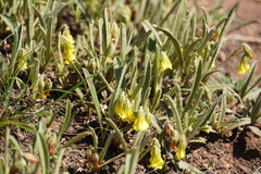 Hermannia lancifolia