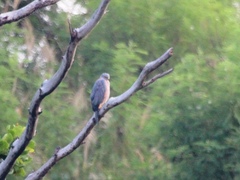 Accipiter rufitorques