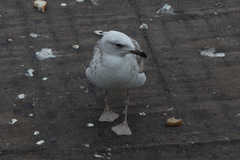 Larus michahellis