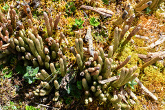 Phlegmariurus crassus