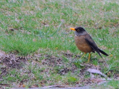 Turdus falcklandii